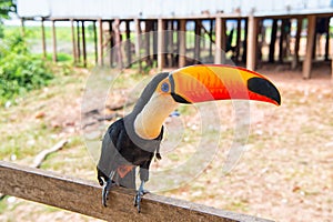 Toucan bird on nature in boca de valeria, amazon river, brazil. Tropical bird with orange beak on perch. Animal, fauna, wildlife.