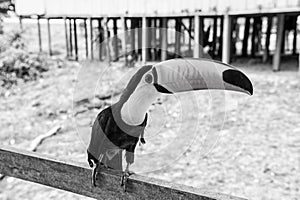 Toucan bird on nature in boca de valeria, amazon river, brazil. Tropical bird with orange beak on perch. Animal, fauna photo