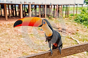 Toucan bird on nature in boca de valeria, amazon river, brazil. Tropical bird with orange beak on perch. Animal, fauna photo