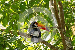 Toucan bird on the nature in Foz do Iguazu, Brazil