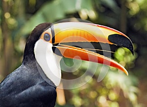 Toucan Bird Profile