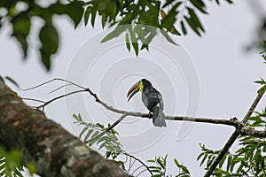 A toucan bird on a tree in the rainforest