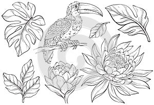 toucan bird, tropical leaves and exotic flowers, wildlife plants and jungle fresh foliage. Line art photo
