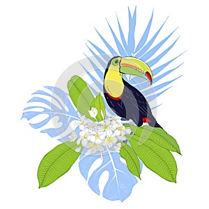 Toucan bird and tropical plants