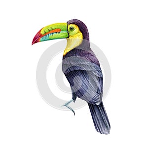 Toucan bird watercolor illustration. Hand drawn realistic keel-billed toucan rainforest native avian. Ramphastos