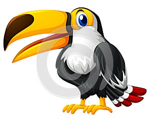 Toucan bird on white background