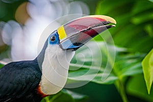 Toucan bird - a wild colorful bird from Brazil