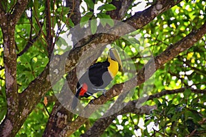 Toucan bird wild, Yellow-throated, Ramphastos ambiguus in the Costa Rica nature near Jaco. resting in tree on branch in tropical r