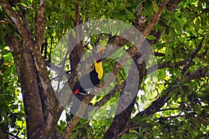 Toucan bird wild, Yellow-throated, Ramphastos ambiguus in the Costa Rica nature near Jaco. resting in tree on branch in tropical r