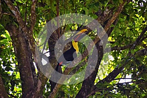 Toucan bird wild, Yellow-throated, Ramphastos ambiguus in the Costa Rica nature near Jaco. resting in tree on branch in tropical r