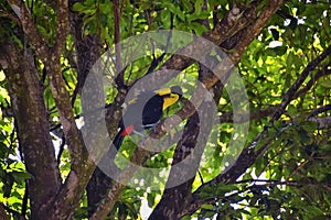 Toucan bird wild, Yellow-throated, Ramphastos ambiguus in the Costa Rica nature near Jaco. resting in tree on branch in tropical r