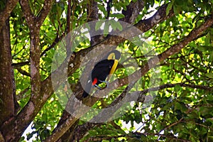 Toucan bird wild, Yellow-throated, Ramphastos ambiguus in the Costa Rica nature near Jaco. resting in tree on branch in tropical r