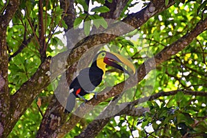 Toucan bird wild, Yellow-throated, Ramphastos ambiguus in the Costa Rica nature near Jaco. resting in tree on branch in tropical r