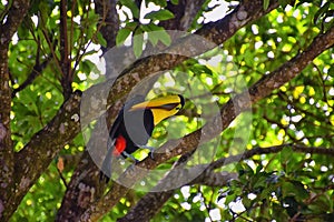 Toucan bird wild, Yellow-throated, Ramphastos ambiguus in the Costa Rica nature near Jaco. resting in tree on branch in tropical r