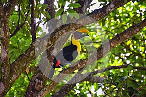 Toucan bird wild, Yellow-throated, Ramphastos ambiguus in the Costa Rica nature near Jaco. resting in tree on branch in tropical r