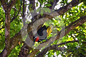 Toucan bird wild, Yellow-throated, Ramphastos ambiguus in the Costa Rica nature near Jaco. resting in tree on branch in tropical r