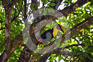 Toucan bird wild, Yellow-throated, Ramphastos ambiguus in the Costa Rica nature near Jaco. resting in tree on branch in tropical r