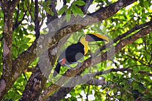 Toucan bird wild, Yellow-throated, Ramphastos ambiguus in the Costa Rica nature near Jaco. resting in tree on branch in tropical r