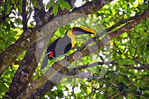 Toucan bird wild, Yellow-throated, Ramphastos ambiguus in the Costa Rica nature near Jaco. resting in tree on branch in tropical r