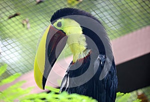 Toucan black and yellow beak beautiful Costa Rica paradise bird