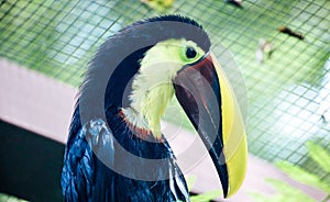 Toucan black and yellow beak beautiful Costa Rica paradise bird
