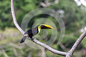 Toucan in the branches of a tree