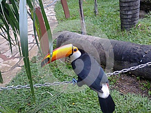 Toucan in Brazil, tucano brasileiro photo
