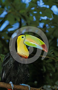 TOUCAN A CARENE ramphastos sulfuratus