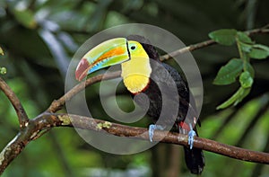 TOUCAN A CARENE ramphastos sulfuratus