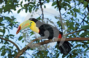 TOUCAN A CARENE ramphastos sulfuratus