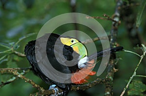 TOUCAN A CARENE ramphastos sulfuratus