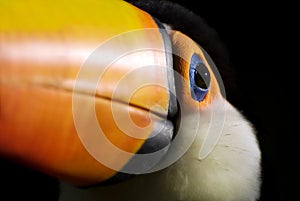 Toucan close up