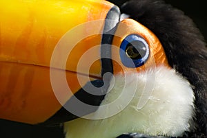 Toucan close up