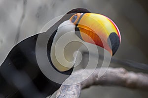 Toucan Close Up