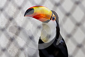 Toucan Close Up