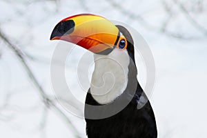 Toucan Close Up