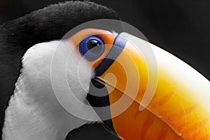Toucan Close Up