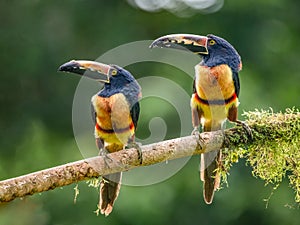 Toucan Collared Aracari, Pteroglossus torquatus