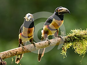 Toucan Collared Aracari, Pteroglossus torquatus