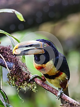 Toucan, Collared Aracari - Pteroglossus torquatus