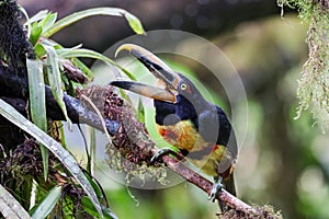 Toucan, Collared Aracari - Pteroglossus torquatus