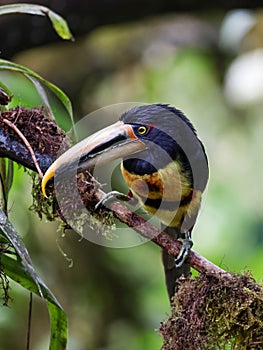 Toucan, Collared Aracari - Pteroglossus torquatus