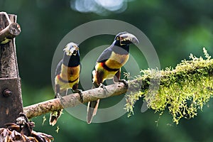 Toucan Collared Aracari, Pteroglossus torquatus, bird with big bill.