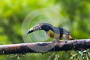 Toucan Collared Aracari, Pteroglossus torquatus, bird with big bill.