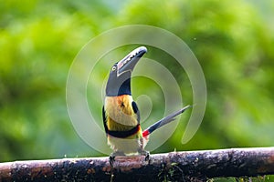 Toucan Collared Aracari, Pteroglossus torquatus, bird with big bill.