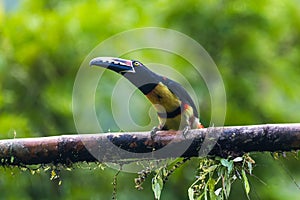 Toucan Collared Aracari, Pteroglossus torquatus, bird with big bill.