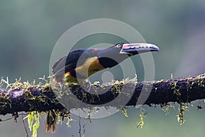 Toucan Collared Aracari, Pteroglossus torquatus, bird with big bill.