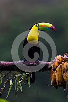 Toucan Collared Aracari, Pteroglossus torquatus, bird with big bill.