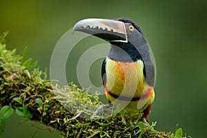 Toucan Collared Aracari, Pteroglossus torquatus, bird with big bill. Toucan sitting on the moss branch in the forest, Boca Tapada,