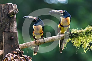 Toucan Collared Aracari, Pteroglossus torquatus, bird with big bill. Toucan sitting on the moss branch in the forest, Boca Tapada,
